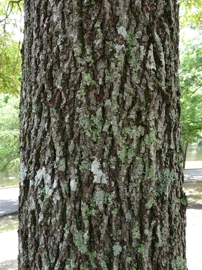 {Carya pallida}